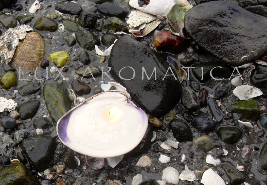 Virginia Aromatics seashell Earth Day gifting