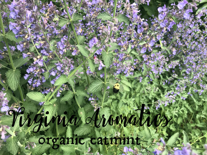 Virginia Aromatics organic catmint